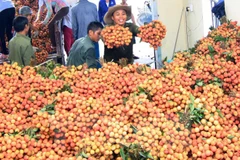 Thu mua vải thiều. (Ảnh: Vũ Sinh/TTXVN)