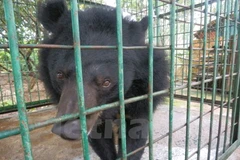 Ảnh minh họa. (Nguồn: PV/Vietnam+)