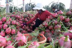 Huyện Châu Thành, tỉnh Long An thực hiện hiệu quả đề án chuyển đổi cơ cấu cây trồng. (Nguồn: TTXVN)