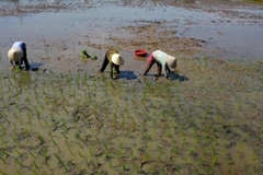 (Ảnh minh họa: Minh Đức/TTXVN)