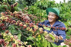 Nông dân xã Ea Kao, thành phố Buôn Mê Thuột thu hoạch cà phê được sản xuất trồng xen canh với cây tiêu theo khuyến cáo của ngành nông nghiệp cho hiệu quả kinh tế cao. (Ảnh: Vũ Sinh/TTXVN)