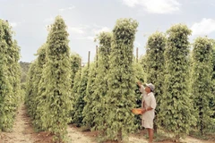 Trồng cây hồ tiêu ở huyện đảo Phú Quốc, tỉnh Kiên Giang. (Ảnh: Thanh Phàn/TTXVN)