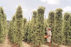 Trồng cây hồ tiêu ở huyện đảo Phú Quốc, tỉnh Kiên Giang. (Ảnh: Thanh Phàn/TTXVN)