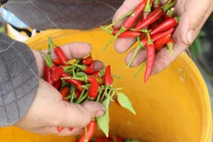 4 lô hàng Việt Nam xuất khẩu sang Australia có chất cấm