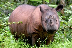 Tê giác Sumatra. (Ảnh: AFP)