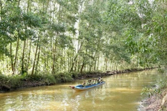 Một khu rừng trồng tại Cà Mau. (Ảnh: Vũ Sinh/TTXVN)