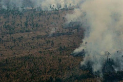 Rừng Amazon bị cháy lớn tàn phá nghiêm trọng. (Ảnh: AFP/Getty)