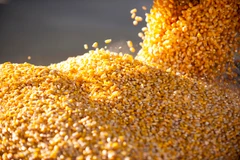 Trung Quốc giữ nguyên các mức thuế chống bán phá giá đối với DDGS từ Mỹ. (Ảnh: MNCorn)