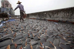 Một cơ sở phơi khô vây cá mập tại Hong Kong. (Ảnh: AP)