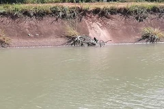 Kênh Đông thuộc địa bàn xã Đôn Thuận, huyện Trảng Bàng, nơi chiến sĩ Trần Văn Lành hy sinh. (Ảnh: Lê Đức Hoảnh/TTXVN)