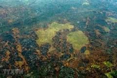 Diện tích rộng lớn rừng Amazon bị phá hủy. (Ảnh: AFP/TTXVN)