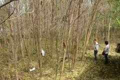 Cây cối khô héo gần dự án của Công ty thép Hòa Phát Dung Quất.