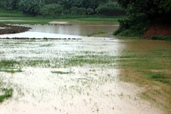 Mưa lũ gây ngập úng lúa và hoa màu ở xã Thắng Quân, huyện Yên Sơn, Tuyên Quang. (Ảnh: Quang Đán/TTXVN)