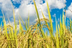 Ảnh minh họa. (Nguồn: IAEA)