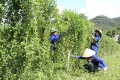 Mô hình trồng cây thìa canh làm dược liệu của Công ty Cổ phần Dược liệu Pù Mát, huyện Con Cuông, tỉnh Nghệ An, mang lại hiệu quả kinh tế cao gấp nhiều lần so với trồng ngô, mía. (Ảnh: Văn Tý/TTXVN)