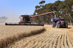 Thu hoạch lúa mỳ. (Ảnh: AFP/TTXVN)