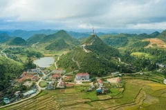Mùa hoa tam giác mạch trên cao nguyên đá Đồng Văn. (Ảnh: Thanh Hà/TTXVN)