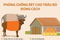 [Infographics] Phòng chống rét cho trâu bò đúng cách