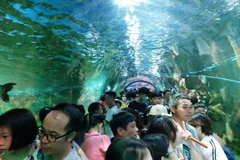 Khu vực Thủy cung tại Công viên Thiên đường Bảo Sơn bị tắc nghẽn cục bộ do lượng khách quá đông. (Ảnh: Đinh Thuận/TTXVN)