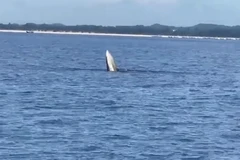 Cá voi bất ngờ xuất hiện ở vùng biển đảo Vĩnh Thực, Móng Cái. (Nguồn: laodong.vn)