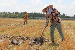 (Ảnh minh họa: Thanh Hòa/TTXVN)