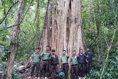 Một cây săng lẻ trong quần thể cổ thụ vừa được công nhận là Cây di sản Việt Nam. (Ảnh: TTXVN phát)