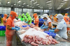 Chế biến cá tra xuất khẩu. (Ảnh: Văn Trí/TTXVN)
