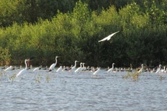 Đàn cò tại Đầm Nại. (Ảnh TTXVN phát)