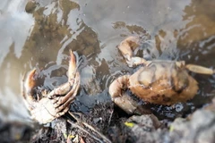 Cua Cà Mau lại chết đồng loạt chưa rõ nguyên nhân. (Nguồn: laodong.vn)