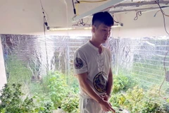 Đối tượng Nguyễn Tiến Quí , trú tại tổ 1, khu Diêm Thuỷ, phường Cẩm Bình, Cẩm Phả, tỉnh Quảng Ninh, sa lưới do trồng cần sa tại nhà. (Ảnh: TTXVN phát)