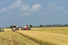 Thu hoạch lúa vụ Đông Xuân. (Ảnh: Hoàng Nhị/TTXVN)