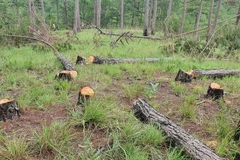 Hiện trường rừng thông ba lá bị triệt hạ hàng loạt tại khoảnh 15, tiểu khu 148B thuộc địa phận phường 8, thành phố Đà Lạt, lâm phần do Ban quản lý rừng phòng hộ Lâm Viên quản lý. (Ảnh: TTXVN phát)