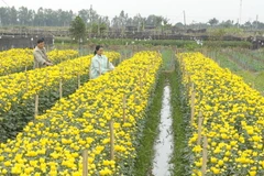Làng nghề hoa Mê Linh, Hà Nội. (Ảnh: Hoàng Hùng/TTXVN)
