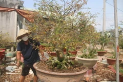 Vườn mai của anh Vũ Văn Thịnh, phường Long Tâm, thành phố Bà Rịa mới có khoảng 20% số mai trong vườn có người đặt. (Ảnh: Hoàng Nhị/TTXVN)