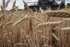 Thu hoạch lúa mỳ. (Nguồn: Reuters)