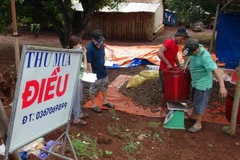 Thu mua điều tại xã Đức Hạnh, huyện Bù Gia Mập. (Ảnh: K GỬIH/TTXVN)
