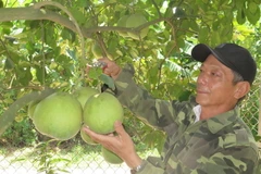 Nông dân phường Thủy Biều thành phố Huế tất bật thu hoạch bưởi thanh trà. (Ảnh: Tường Vi/TTXVN)