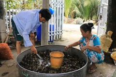 Anh Nguyễn Văn Mộng ở xã Bình Thạnh, thành phố Hồng Ngự loại bỏ cua chết trước khi bán cho khách hàng. (Ảnh: Nhựt An/TTXVN)