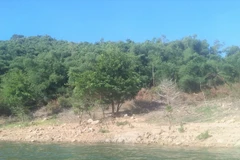 Hiện trạng 115ha đất rừng tại tiểu khu 176a, xã Vĩnh Hiệp, huyện Vĩnh Thạnh, tỉnh Bình Định. (Ảnh: TTXVN phát)