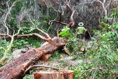 Một vụ phá rừng tại Khu Bảo tồn thiên nhiên Tà Cú, tỉnh Bình Thuận. (Nguồn: baobinhthuan.com.vn)