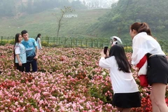 Khách du lịch thăm quan vườn hoa hồng tại Khu du lịch cáp treo Fansipan. (Ảnh: Quốc Khánh/TTXVN)