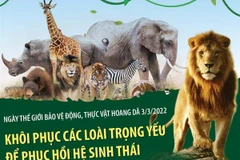 [Infographics] Khôi phục các loài trọng yếu để phục hồi hệ sinh thái