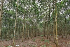 Bảo vệ rừng. (Ảnh minh họa: Hưng Thịnh/TTXVN)