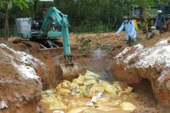 Tổ chức tiêu hủy gia cầm mắc bệnh. (Nguồn: nhandan.vn)