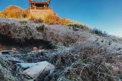 Sương muối phủ trắng dãy Fansipan. (Ảnh: TTXVN phát)