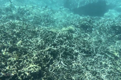 Một khu vực trong khu bảo tồn vịnh Nha Trang, rạn san hô ở tình trạng chất lượng rất kém. (Ảnh: TTXVN phát)