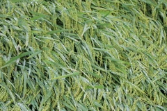 Do mưa lớn 13.000ha lúa Đông Xuân đang trong giai đoạn chín sáp, sắp thu hoạch bị ngập úng, ngã đổ. (Ảnh: Phạm Cường/TTXVN)