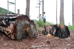 Nhiều cây thông đã bị triệt hạ từ lâu, thân cây đổi màu, lá héo úa nhưng vẫn để tại hiện trường, không có dấu hiệu lấy gỗ. (Ảnh: Nguyễn Dũng/TTXVN)