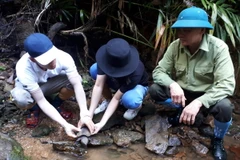 Tái thả các cá thể rùa về với tự nhiên. (Ảnh: TTXVN phát)