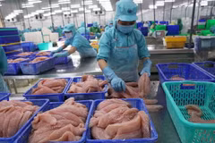 Chế biến cá tra xuất khẩu. (Ảnh: Vũ Sinh/TTXVN)